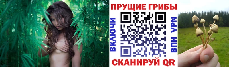 ОМГ ОМГ сайт  Качканар  маркетплейс телеграм  где можно купить наркотик  Галлюциногенные грибы MAGIC MUSHROOMS 